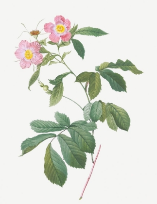 Picture of VARIEGATED ALPINE ROSE, ROSA ALPINA FLORE VARIEGATO