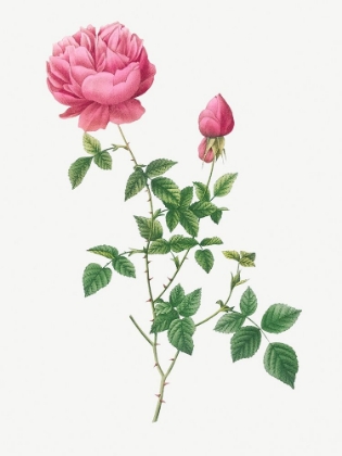 Picture of AUTUMN CHINA ROSE, AUTUMN BENGAL, ROSA INDICA AUTOMNALIS