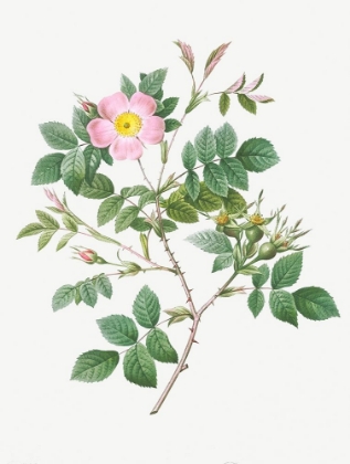 Picture of MALMEDY ROSE, ROSA MALMUNDARIENSIS