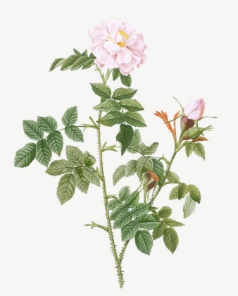 Picture of PALE PINK FLOWER, ROSA ORBEFSANEA