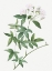 Picture of LADY BANKS ROSE, ROSA BANKSIAE