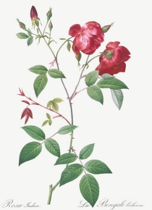 Picture of VELVET CHINA ROSE, ROSA INDICA