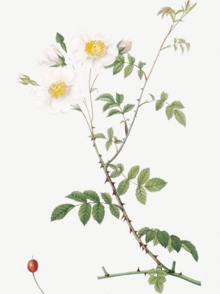 Picture of FIELD ROSE, ROSEBUSH WITH OVOID FRUITS, ROSA ARVENSIS OVATA
