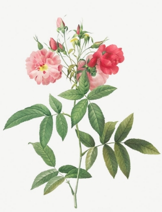 Picture of SUBCORYMBOSE HUDSON ROSE, ROSA HUDSONIANA SUBCORYMBOSA