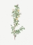 Picture of BURNET ROSE, ROSA PIMPINELLIFOLIA PUMILA