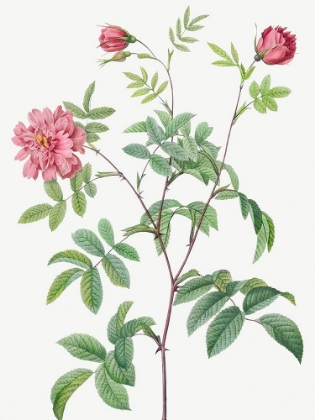 Picture of CINNAMON ROSE, ROSE OF MAY, ROSA CINNAMOMEA MAIALIS