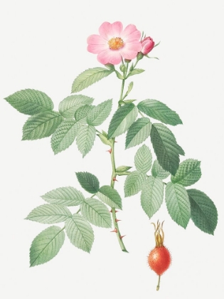 Picture of THE APPLE ROSE, ROSA VILLOSA