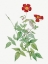 Picture of ROSE, ROSEBUSH, ROSA INDICA