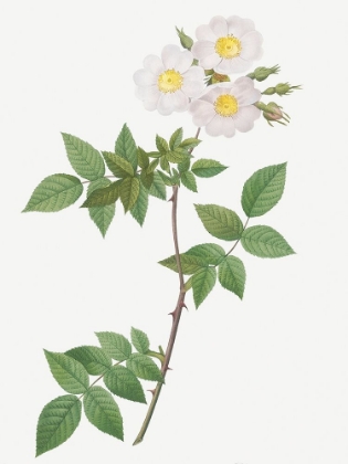 Picture of ROSA COLLINA, ROSA COLLINA FASTIGIATA