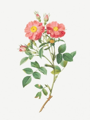 Picture of QUEEN ELIZABETHS SWEETBRIAR, ROSEHIP OF QUEEN ELIZABETH, ROSA RUBIGINOSA ZABETH