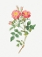 Picture of QUEEN ELIZABETHS SWEETBRIAR, ROSEHIP OF QUEEN ELIZABETH, ROSA RUBIGINOSA ZABETH