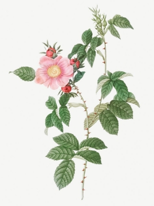 Picture of DOG ROSE, BIG FLOWERED DOG ROSE, ROSA CANINA GRANDIFLORA