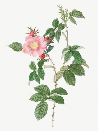 Picture of DOG ROSE, BIG FLOWERED DOG ROSE, ROSA CANINA GRANDIFLORA