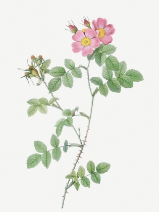 Picture of SWEETBRIAR, RUSTY ROSE WITH THREE FLOWERS, ROSA RUBIGINOSA TRIFLORA