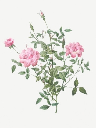 Picture of DOUBLE MINIATURE ROSE, DWARF ROSEBUSH, ROSA INDICA PUMILA