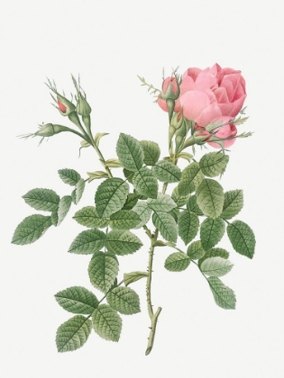 Picture of DWARF FOUR SEASONS ROSE, ROSA BIFERA PUMILA