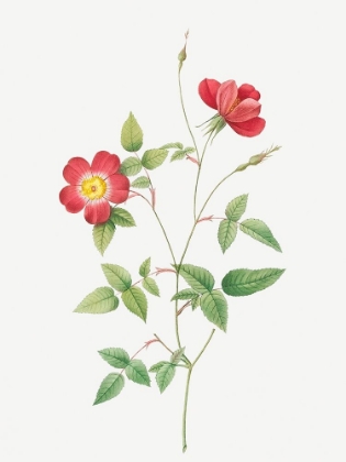 Picture of ROSE INDICA STELLIGERA, BENGAL STAR, ROSA INDICA STELLIGERA