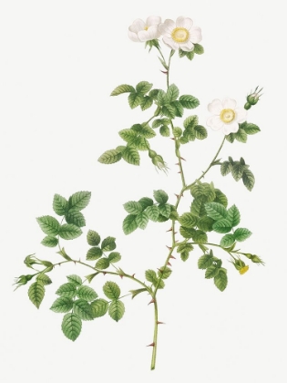 Picture of WHITE SWEETBRIAR, WILD ROSE OF VALIANT, ROSA RUBIGNOSA VAILLANTIANA