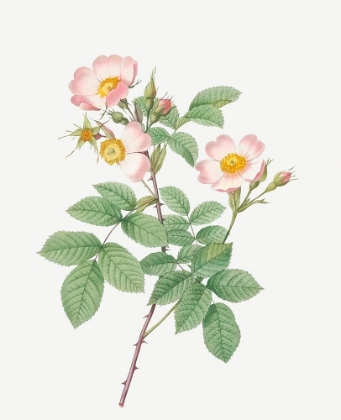 Picture of SHORT STYLED FIELD ROSE, ROSE BUSH WITH ERECT STEMS, ROSA STYLOSA