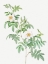 Picture of CLINOPHYLLA,  ROSE LEAVED LEAVES