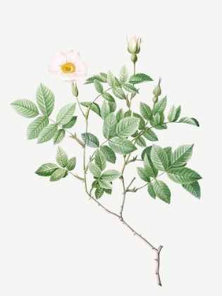 Picture of FARINOSE ROSE, FLOWERY ROSEBUSH, ROSA FARINOSA