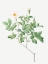 Picture of FARINOSE ROSE, FLOWERY ROSEBUSH, ROSA FARINOSA