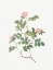 Picture of EGLANTINE, WILD ROSEHIPS, ROSA RUBIGINOSA NEMORALIS