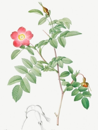 Picture of ALPINE ROSE, ROSE OF THE ALPS WITH HANGING FRUITS, ROSA PENDULINA