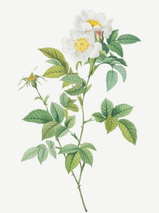 Picture of ANJOU ROSE, ROSA ANDEGAVENSIS