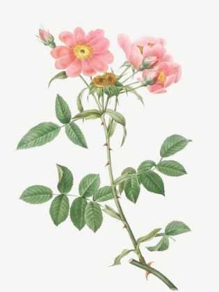 Picture of ROSE OF LADY MONSON, ROSA COLLINA MONSONIANA