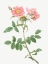 Picture of ROSE OF LADY MONSON, ROSA COLLINA MONSONIANA