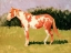 Picture of PINTO HORSE