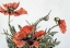 Picture of RED POPPIES