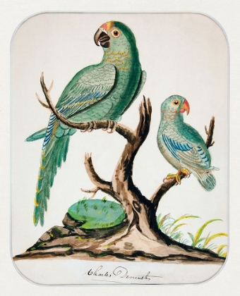 Picture of TWO PARROTS ON A BARREN TREE