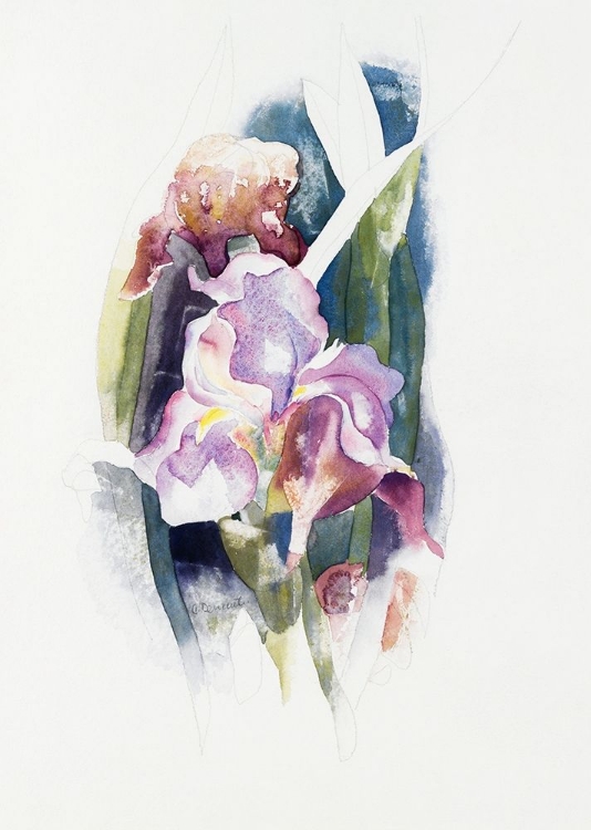 Picture of PURPLE IRIS