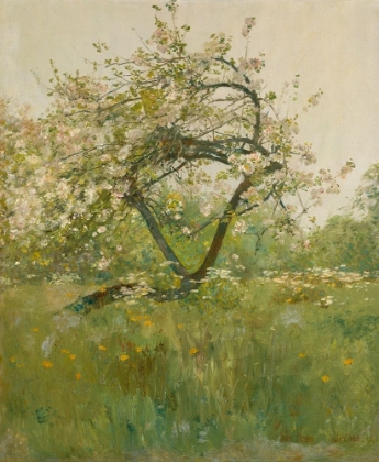 Picture of PEACH BLOSSOMS VILLIERS LE BEL