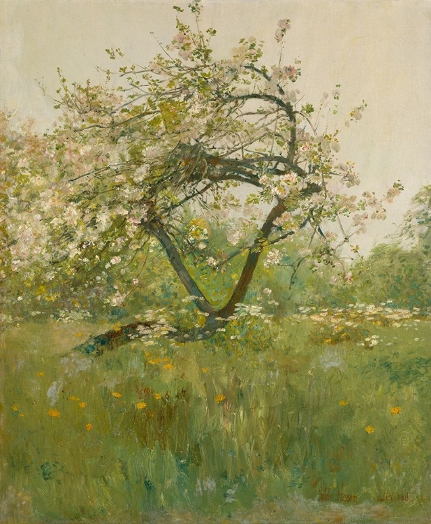 Picture of PEACH BLOSSOMS VILLIERS LE BEL