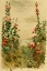 Picture of HOLLYHOCKS