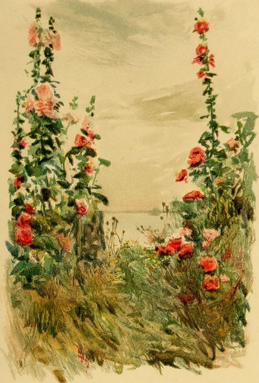 Picture of HOLLYHOCKS