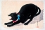 Picture of BLACK CAT HISSING