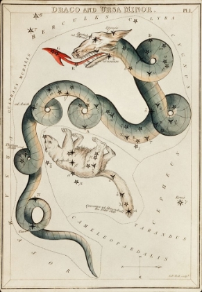 Picture of ASTRONOMICAL CHART ILLUSTRATION OF THE DRACO AND THE URSA MINOR
