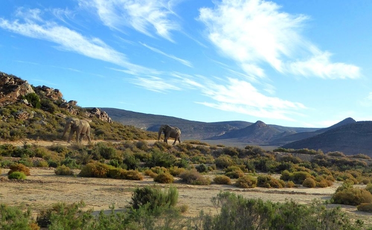 Picture of ELEPHANT SAFARI