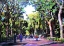 Picture of A STROLL IN CENTRAL PARK