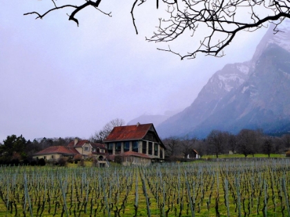 Picture of INSIDE THE VINES