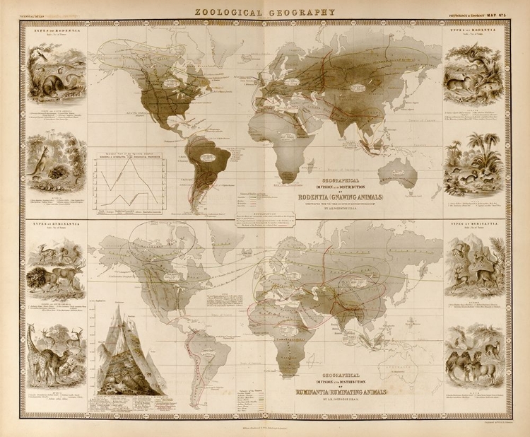 Picture of ZOOLOGICAL GEOGRAPHY RUMINANTS