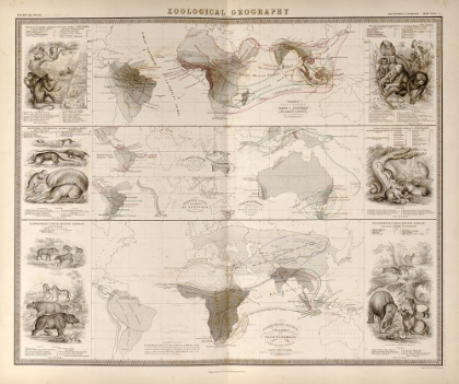 Picture of ZOOLOGICAL GEOGRAPHY BIRDS OF THE WORLD PRIMATES PACHYDRMS MARSUPIALS