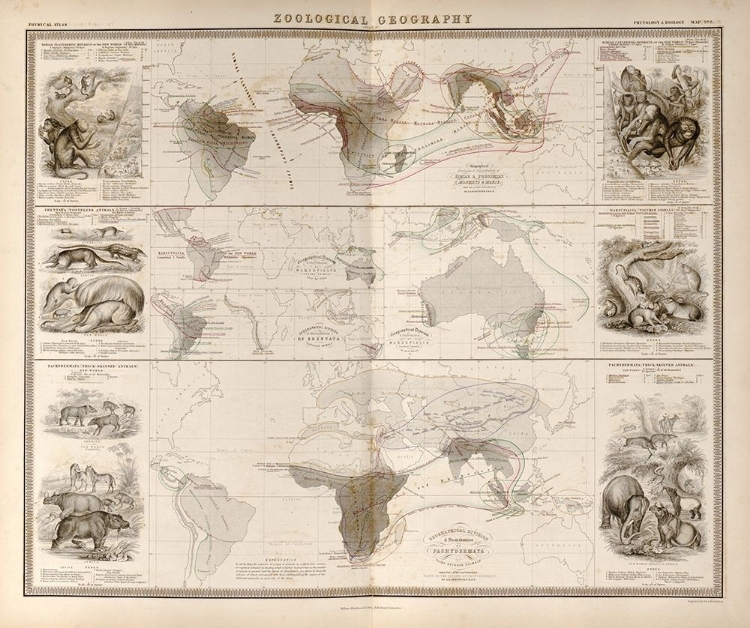 Picture of ZOOLOGICAL GEOGRAPHY BIRDS OF THE WORLD PRIMATES PACHYDRMS MARSUPIALS