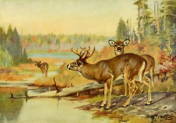 Picture of DEER IN ADIRONDACKS