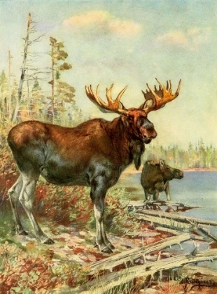 Picture of MOOSE