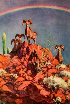 Picture of BIGHORN SHEEP ON ROCKS